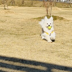 「子犬の試練が終わりました！」サムネイル2