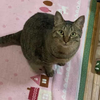 キジトラ　生涯大事にしてくれる方に