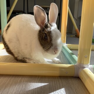 ミニウサギのユキちゃん