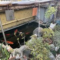 元気な錦鯉