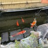 元気な錦鯉 サムネイル2