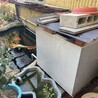 元気な錦鯉 サムネイル3