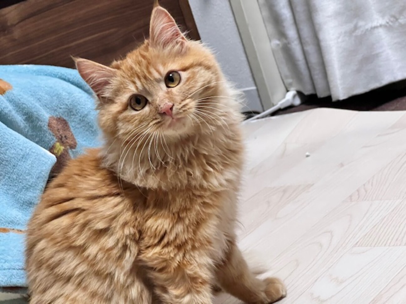 ちょっぴりシャイな茶トラ」東京都 - 猫の里親募集(482067) 1枚目の