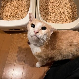 激カワすりゴロ茶白！僕と遊ぼうニャ！