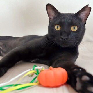 甘えっ子の黒兵衛