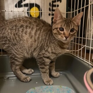 人懐こいチョコレート色のキジ虎 ボヤッキー君去勢済