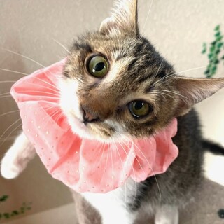 ２日期限！処分対象、保健所へ飼い主持ち込み