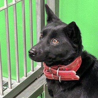 7日最終期限！処分対象、保健所へ飼い主持ち込み