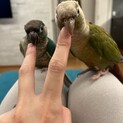 ウロコインコペア　3歳＆7歳