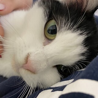 雪の中を彷徨っていたみぞれちゃん