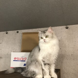 立ち耳スコティッシュ