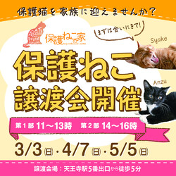 保護ねこの家譲渡会 in 天王寺