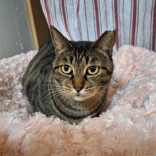 可愛い優しい賢い❤️キジトラおはぎちゃん