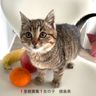 1/16保護、生後3ヶ月女の子