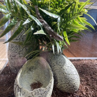 カナヘビ、ヤモリ