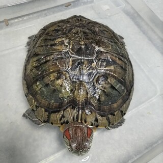 祖父のミドリガメ 約23cm