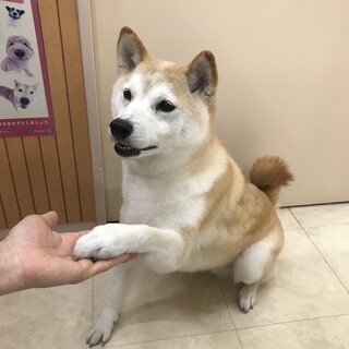 おとなしい柴犬の女の子です。