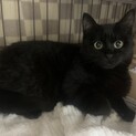 おっとり　クマさん系　男の子　ロックちゃん