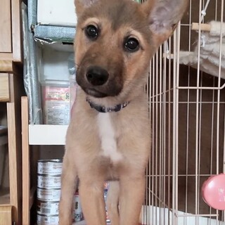 香川県からやってきた　サスケ