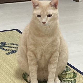 雑種　オス　令和6年2月で　2歳