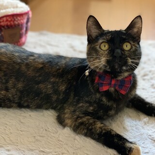 【1/28東銀座】花ちゃん★1歳♪