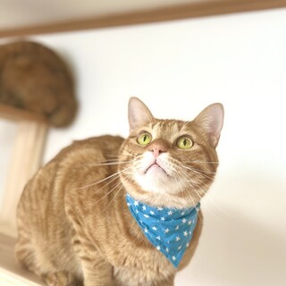 穏やかでたまにうっかりさんな茶トラくん！