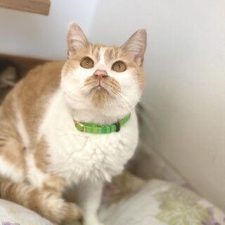 誰にでもフレンドリーな茶白ちゃん！