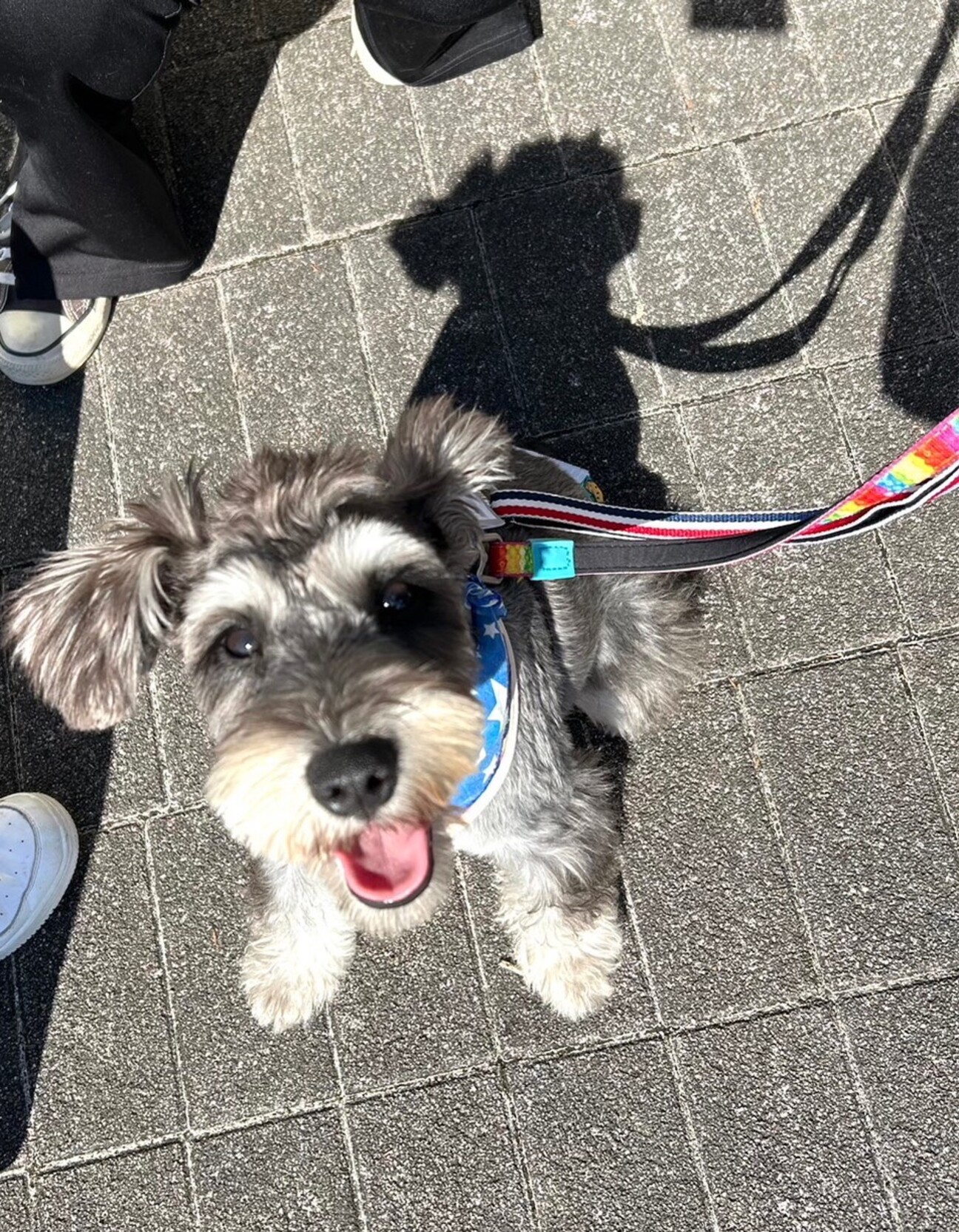 元気印☆なシュナウザー！」大阪府 - 犬の里親募集(482126) 1枚目の