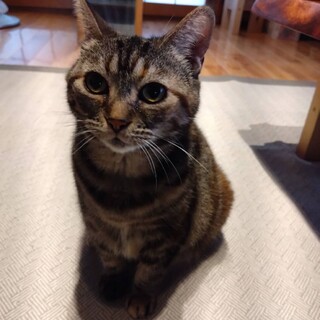 コロコロのアメショー８歳の女の子