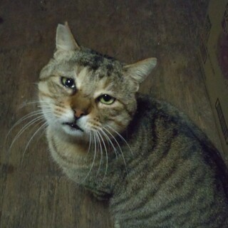 成猫の里親さんを募集してます