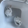 パールホワイトジャンガリアンハムスター2匹 サムネイル3