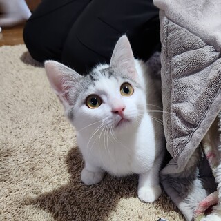 人馴れ抜群のとびサバちゃん！