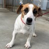 【トライアルスタート！】パワフルジャックちゃん5歳 サムネイル2