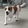 【トライアルスタート！】パワフルジャックちゃん5歳 サムネイル5