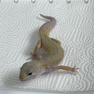 レオパ/リューシスティック(女の子)