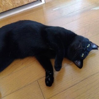 甘えん坊の黒ネコ　エレ君