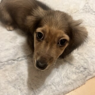 ちびちびダックスの「とろろ」くん
