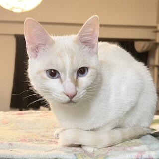 スカイブルーアイズ♡アクアコネリーくん