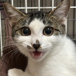 1/28赤羽譲渡会♡イチゴちゃん人慣れOK♡