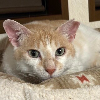 猫界のピーターパンのような茶白男子⭐️ちくわ