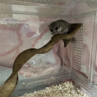 生後3ヶ月のアフリカヤマネちゃん