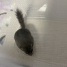 生後3ヶ月のアフリカヤマネちゃん サムネイル2