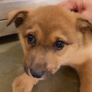 【相談中】かわいい子犬　ベルちゃん　1ヶ月半