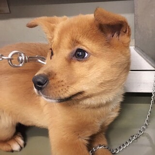 かわいい子犬　ばらちゃん　2ヶ月半
