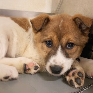 【相談中】かわいい子犬　ちらしちゃん　2ヶ月半