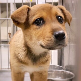 【相談中】かわいい子犬　いなりちゃん　2ヶ月