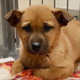 【相談中】かわいい子犬　おこわくん　2ヶ月