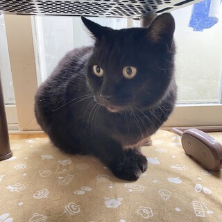 おっとりおとなしいオトナの黒猫さん★人馴れ◎