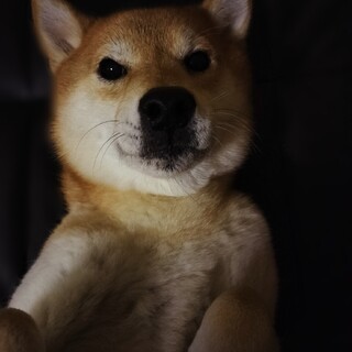 柴犬のオス  成犬