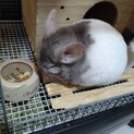 チンチラ2匹里親募集します